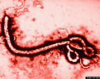 The Ebola Virus and the Case for Limited – and Competent – Government